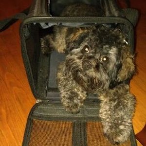 Meet your Posher, Lakshmy